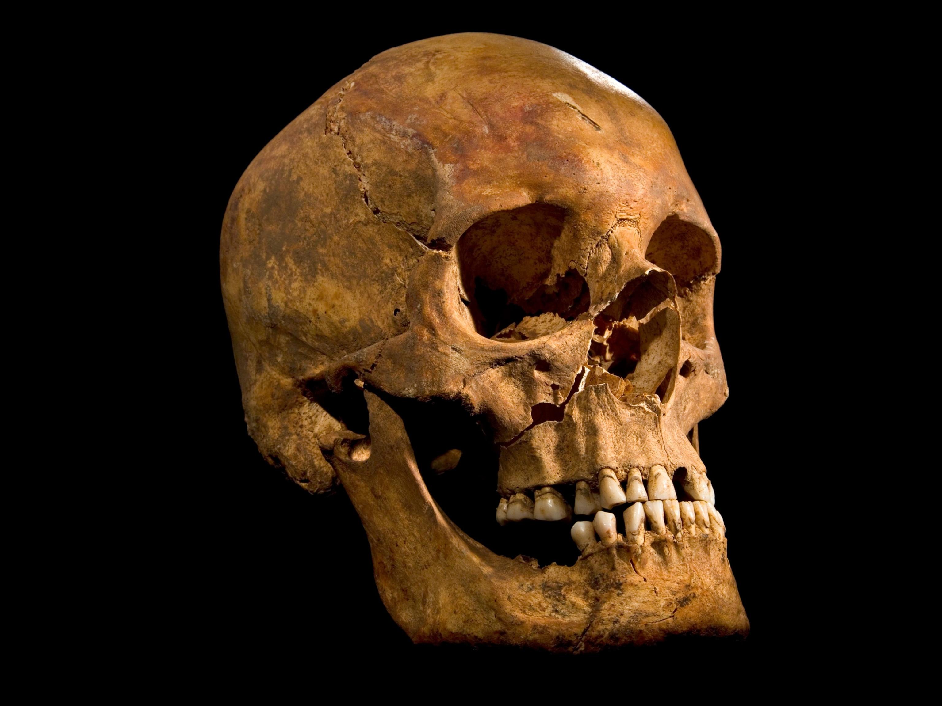 King Richard III Bones Found, Scientists Say